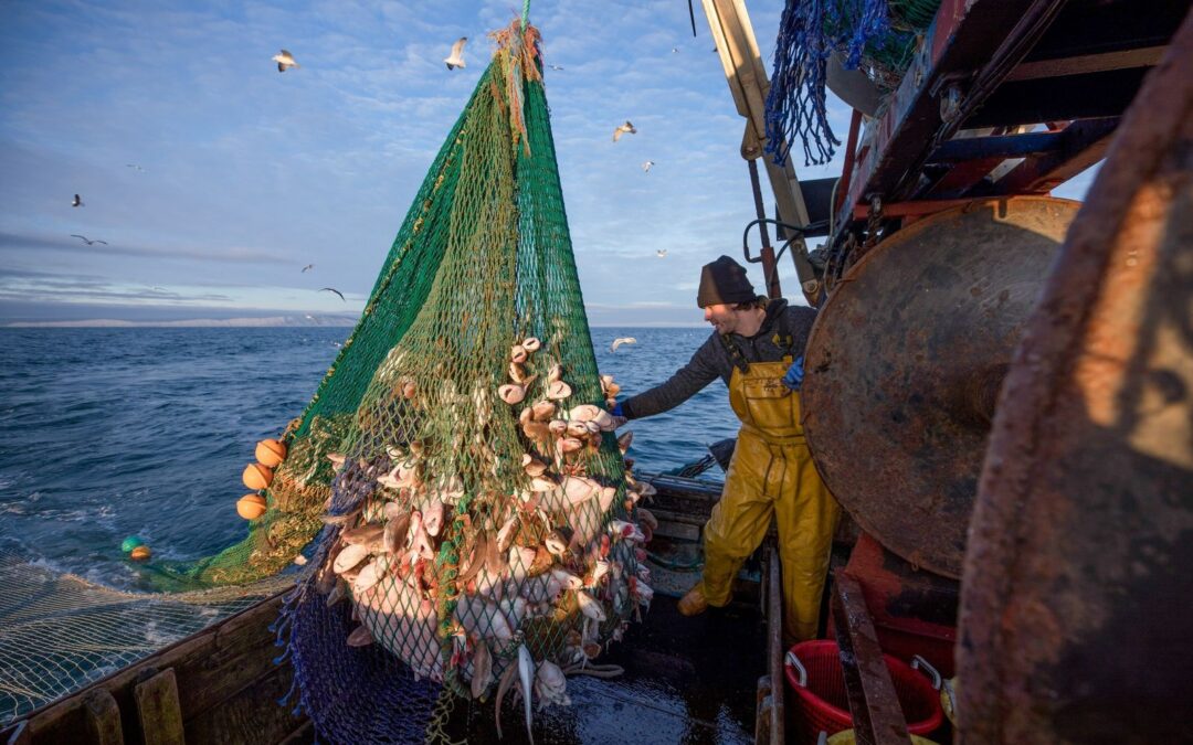 Revelan las consecuencias de la pesca de arrastre en los ecosistemas marinos