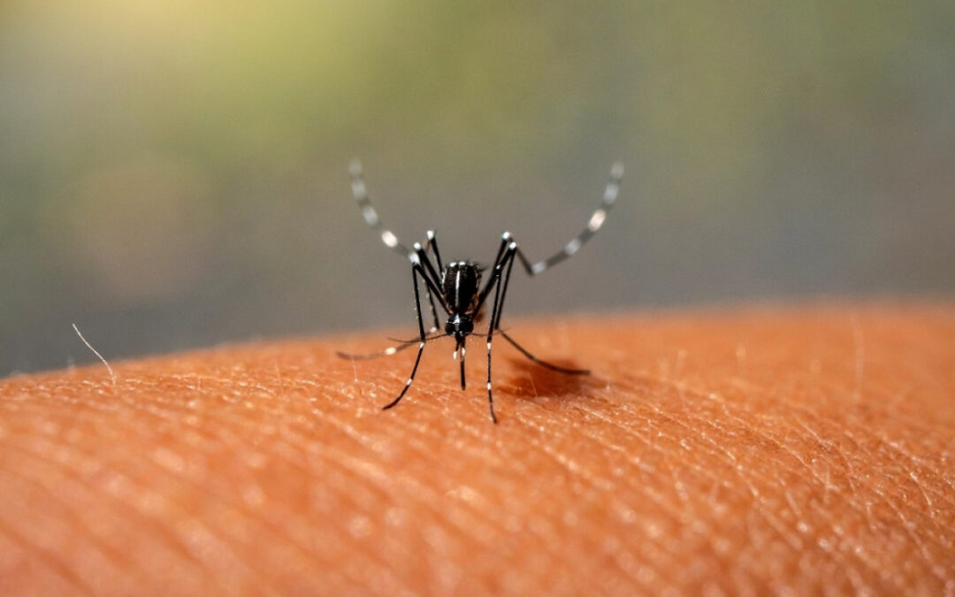 Prevén que el dengue no dé tregua este año.