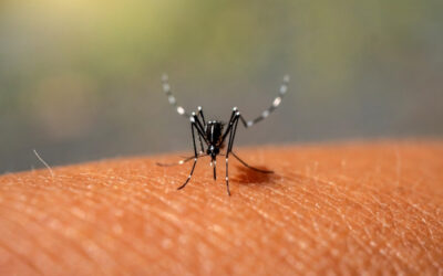 Nuevo reporte sobre la histórica epidemia de dengue