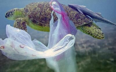 Los residuos plásticos ponen en riesgo a 134 especies
