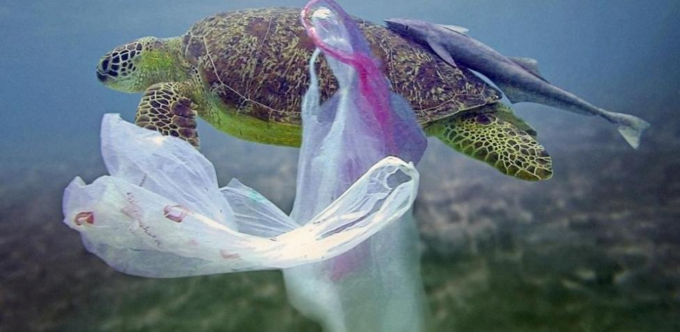 Los residuos plásticos ponen en riesgo a 134 especies