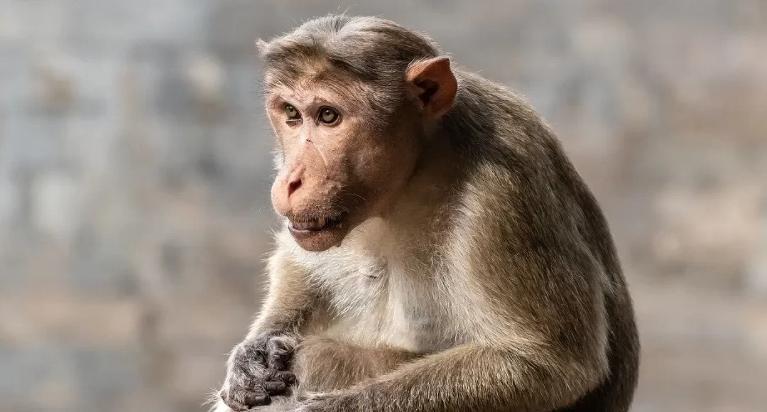 Un mono macaco es el responsable de transmitir un virus mortífero en humanos.