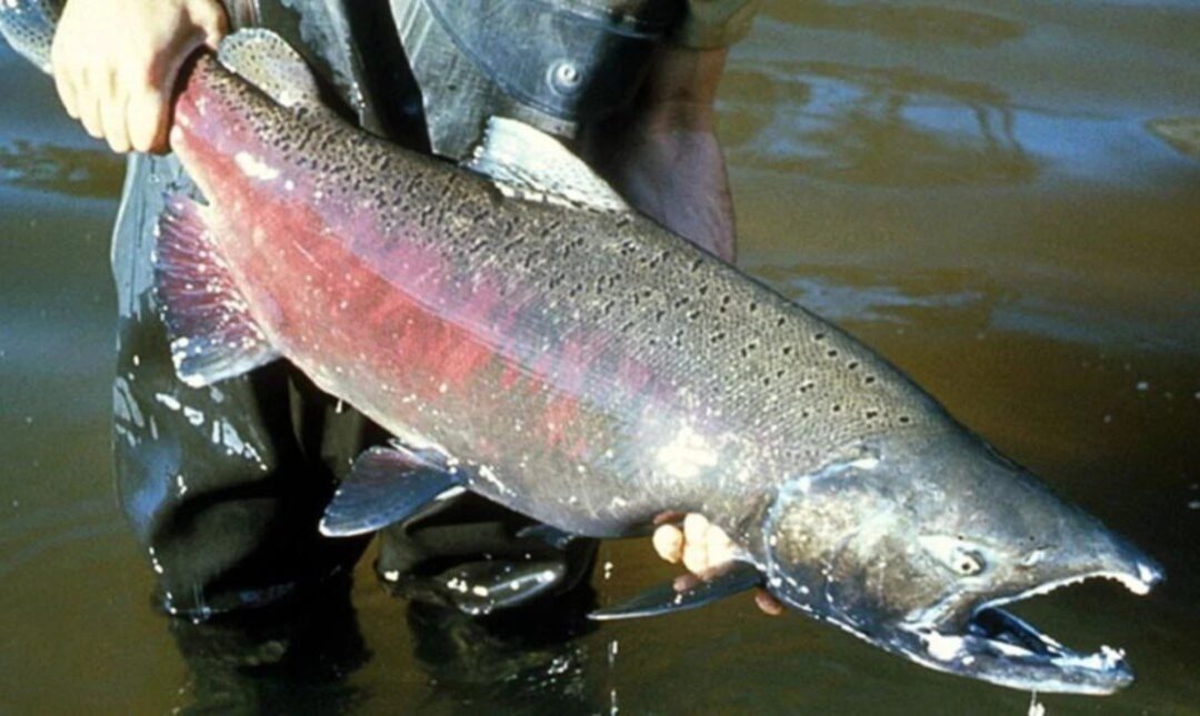 Aparecieron salmones en el río Paraná: dónde, por qué y qué impacto tienen en el río