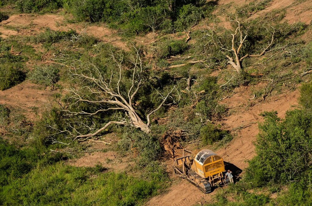 Salvá las leyes ambientales": la iniciativa de las ONG's "para frenar los avances sobre los bosques