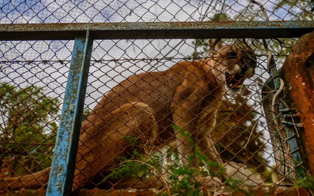 Finalmente rescatarán a dos pumas que se encontraban enjaulados