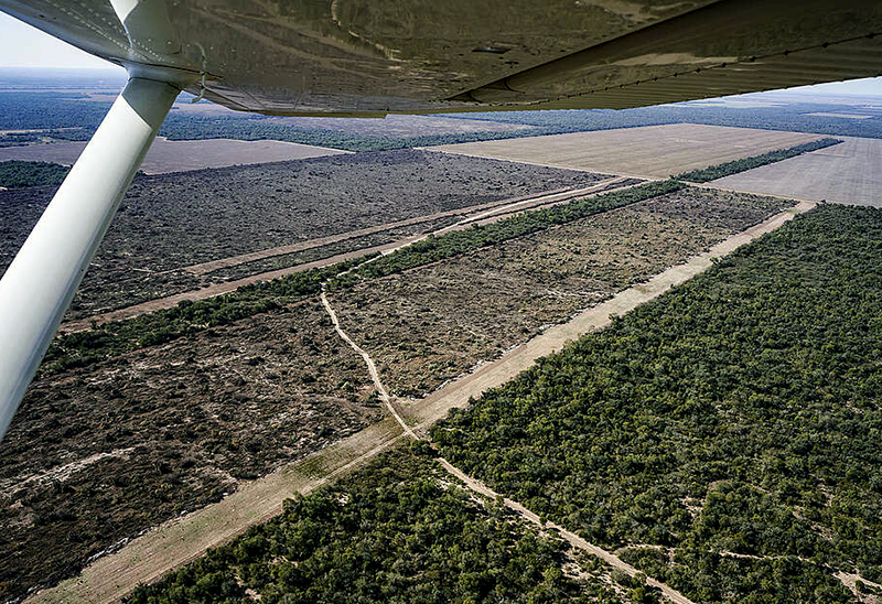 Greenpeace va a la Corte Suprema porque Chaco habilitó más desmonte de bosques nativos