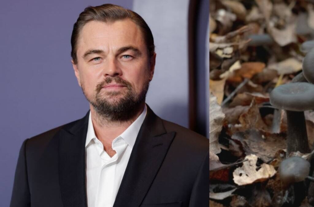 Leonardo DiCaprio celebra hallazgo de hongo endémico en Chile que se creía extinto