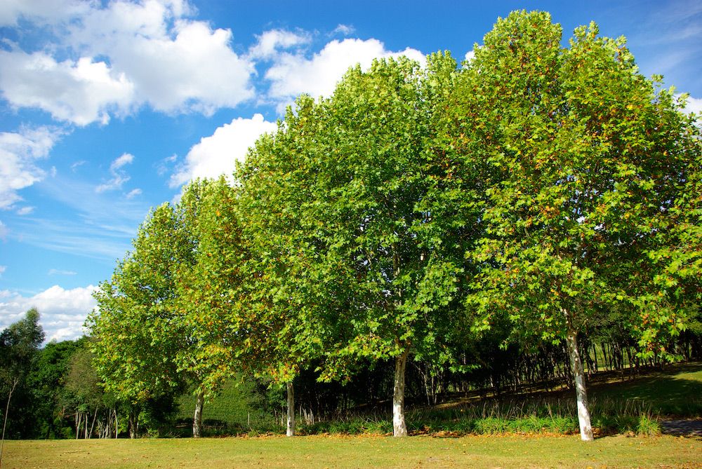 Buenos Aires apuesta por un futuro más verde