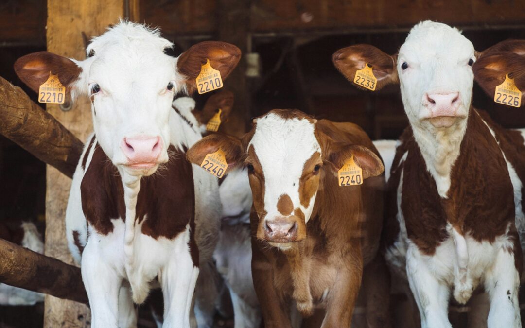 La enfermedad de “la vaca loca” afecta al ganado bovino y puede traer consecuencias a los humanos.