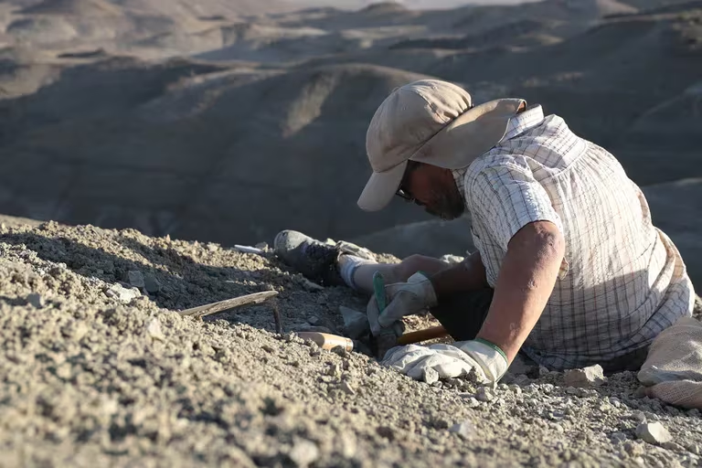 El dinosaurio descubierto en Chubut forma parte de una investigación más grande.
