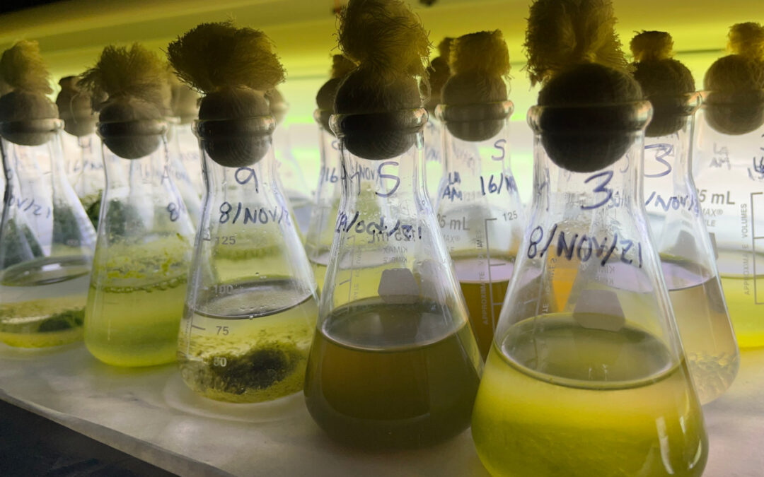 Purifican el aire con microalgas