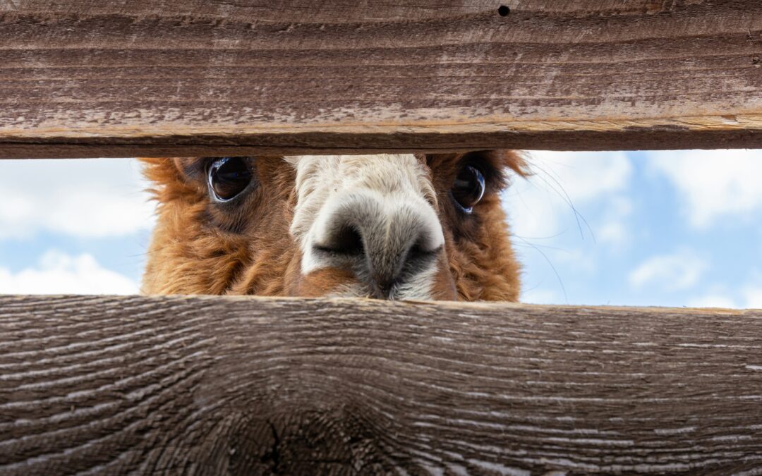 Por primera vez detectan gripe aviar en alpacas en una granja de Estados Unidos.