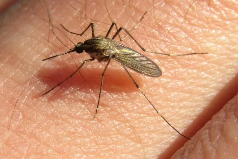 Nueva invasión de mosquitos en el AMBA: de qué especie se trata y hasta cuándo seguirán