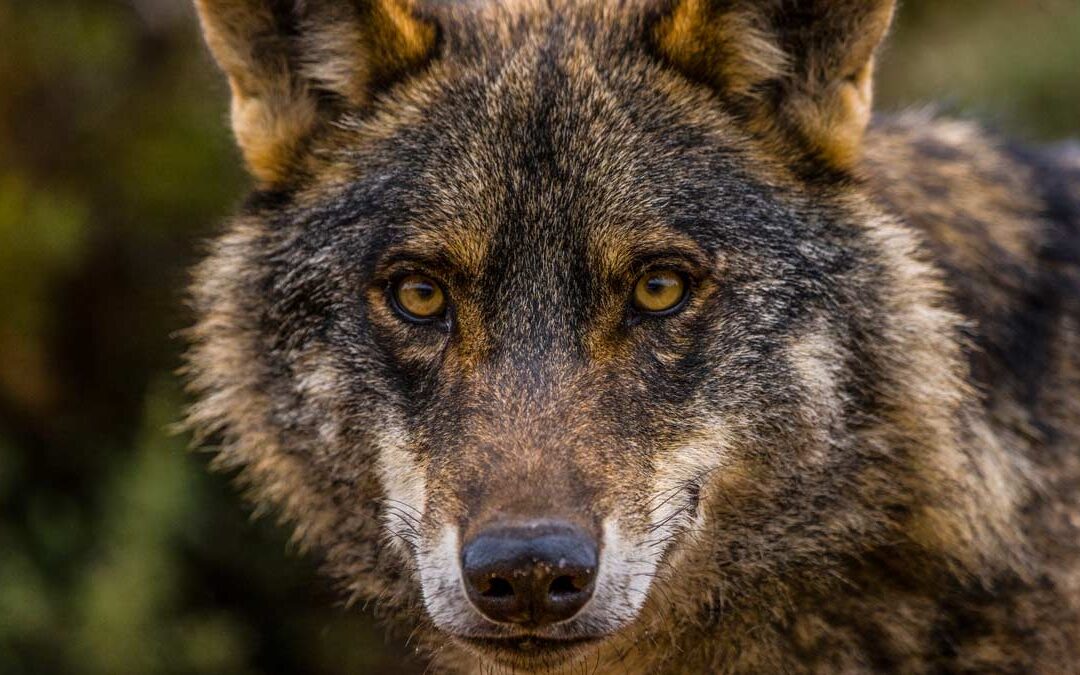La gran hazaña de una loba anciana