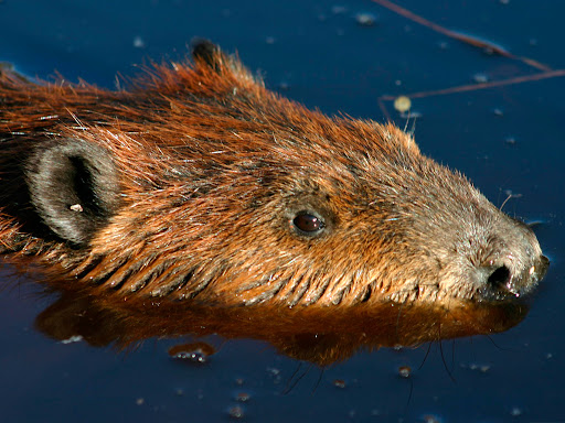 Especies invasoras amenazan a la biodiversidad de Chile