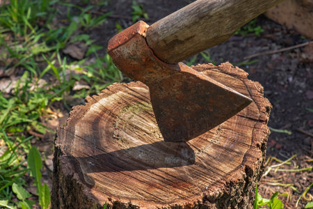 Existe un alto riesgo de que la madera comercializada sea ilegal