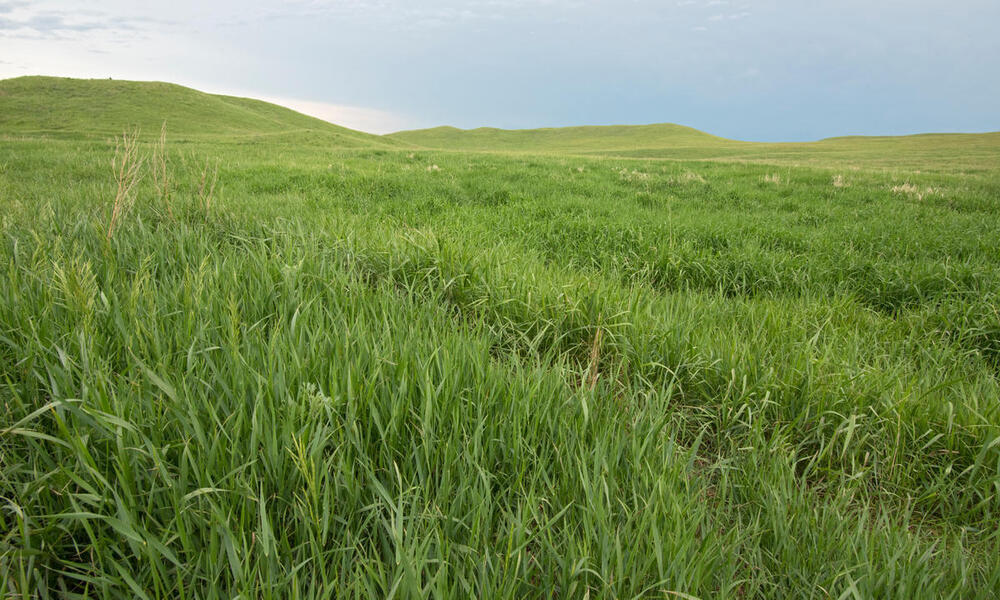 Los pastizales son elementales para la conservación de la biodiversidad.