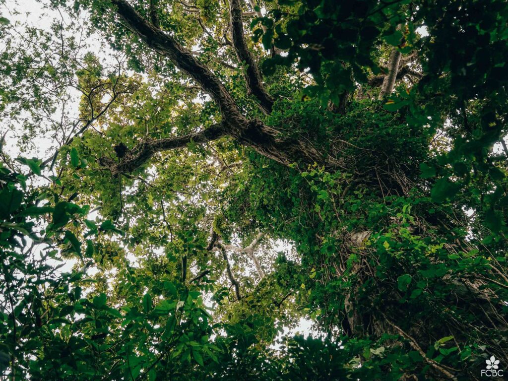 El árbol puede tener una infinidad de dimensiones y formas de valorarlo, lo cierto es que es una fábrica natural de oxígeno que no descansa