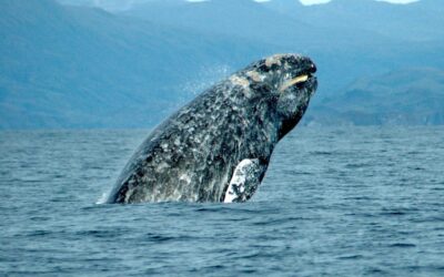 Las ballenas del Océano Pacifico son más pequeñas