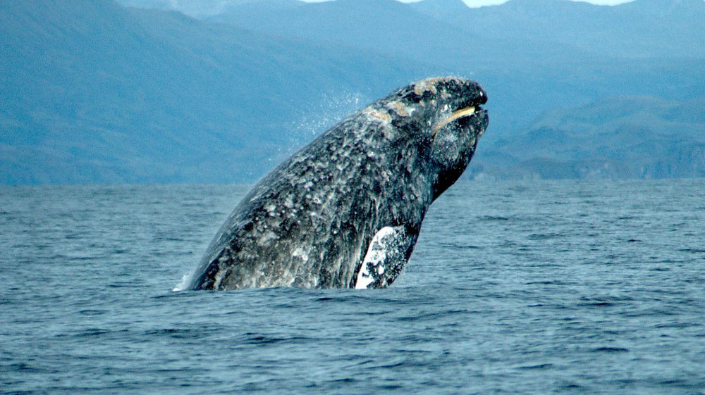 Ballenas grises del Pacífico se hacen más chicas a medida que el planeta se calienta.