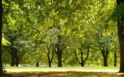 Hoy es el Día Mundial del Árbol: profundicemos en los beneficios que acarrean