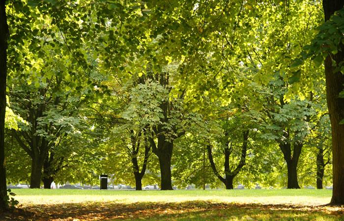 Día Mundial del Árbol, reconectemos con la naturaleza.