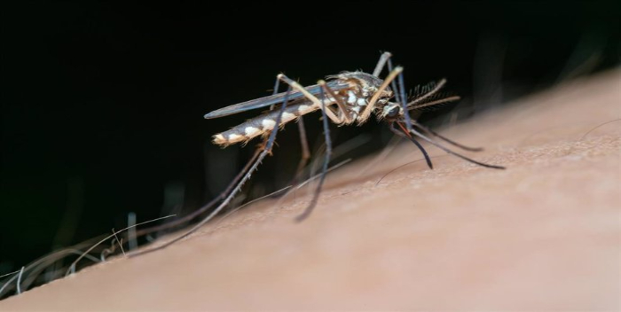 Europa: Aumentan casos de dengue y brotes de infecciones por virus del Nilo Occidental