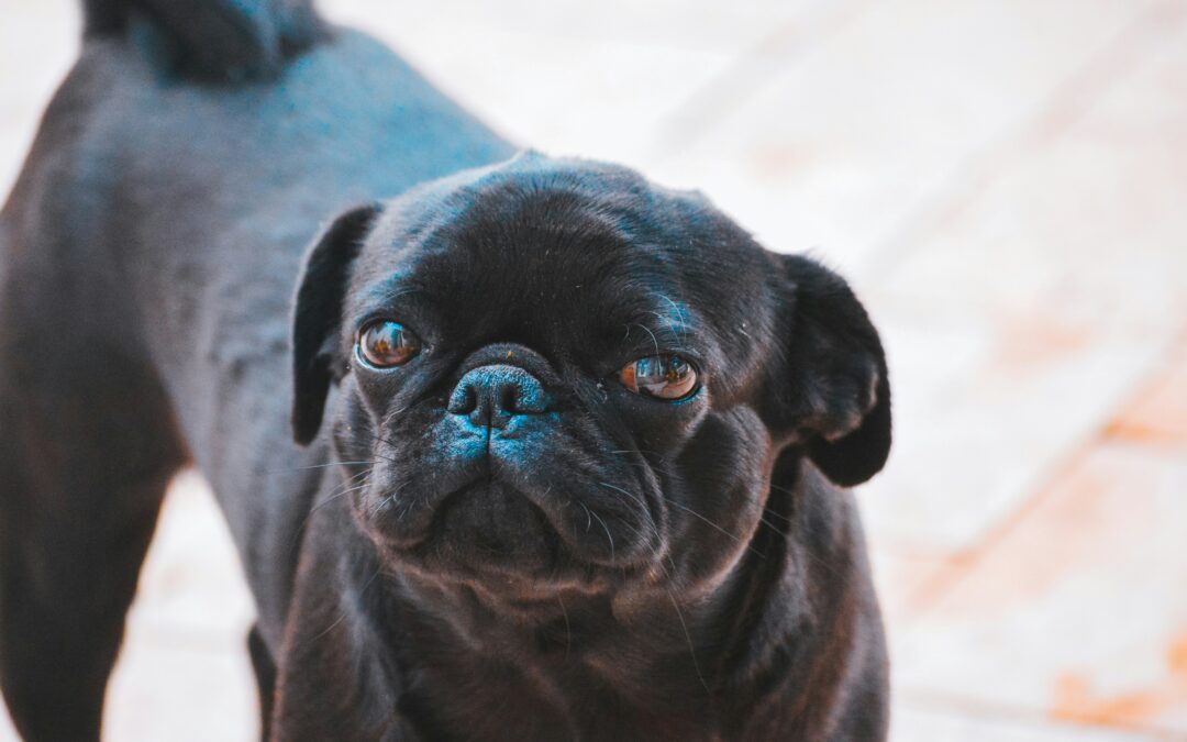 Esta es una actitud que tu perro no soporta, ¿la conocías?