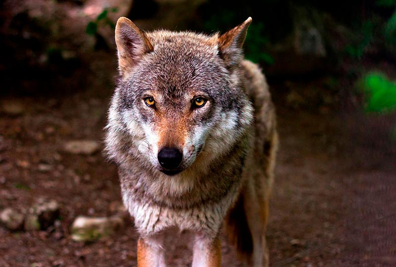 Descubren una novedosa mutación en lobos contaminados