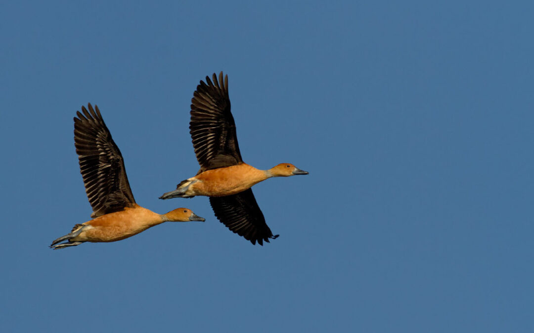 ONG'S de todo el país piden al gobierno de Entre Ríos frenar la caza de aves autóctonas