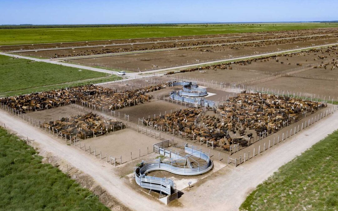 El río Juramento sufrió el vertido de desechos bovinos y está afectando a los vecinos.