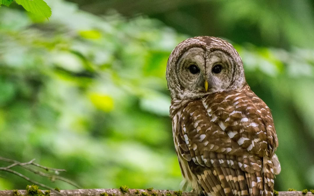 Estados Unidos planea sacrificar miles de animales para salvar otra especie