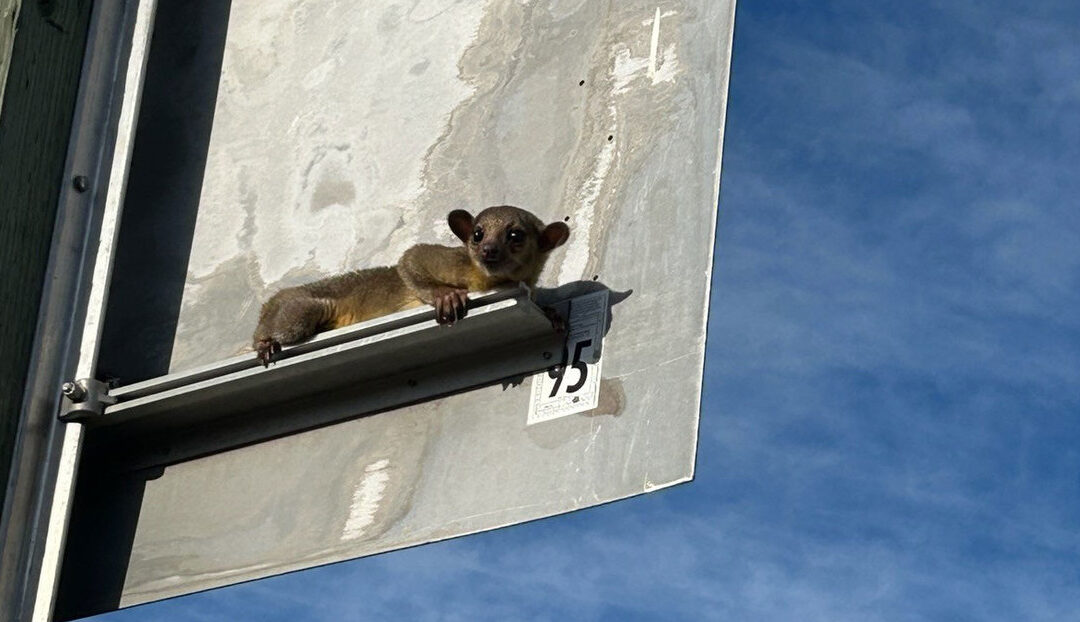 El animal en cuestión es un Kinkajú y creen que podría haber sido abandonado.