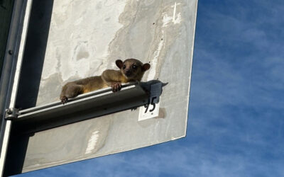 Preocupación por la llegada de un animal exótico a Estados Unidos