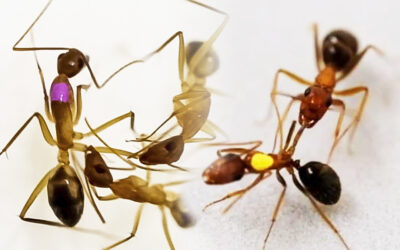 El curioso método de la “hormiga cirujana” para tratar la heridas infectadas