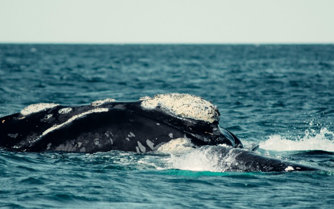 Las ballenas francas suelen alimentarse próximas a la superficie, o al menos eso se creía.