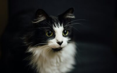 Dictaminan sanción ejemplar por maltrato animal mientras se debate la ley Conan