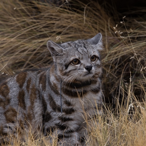 El gato andino es un animal salvaje que habita principalmente en el norte de la patagonia.