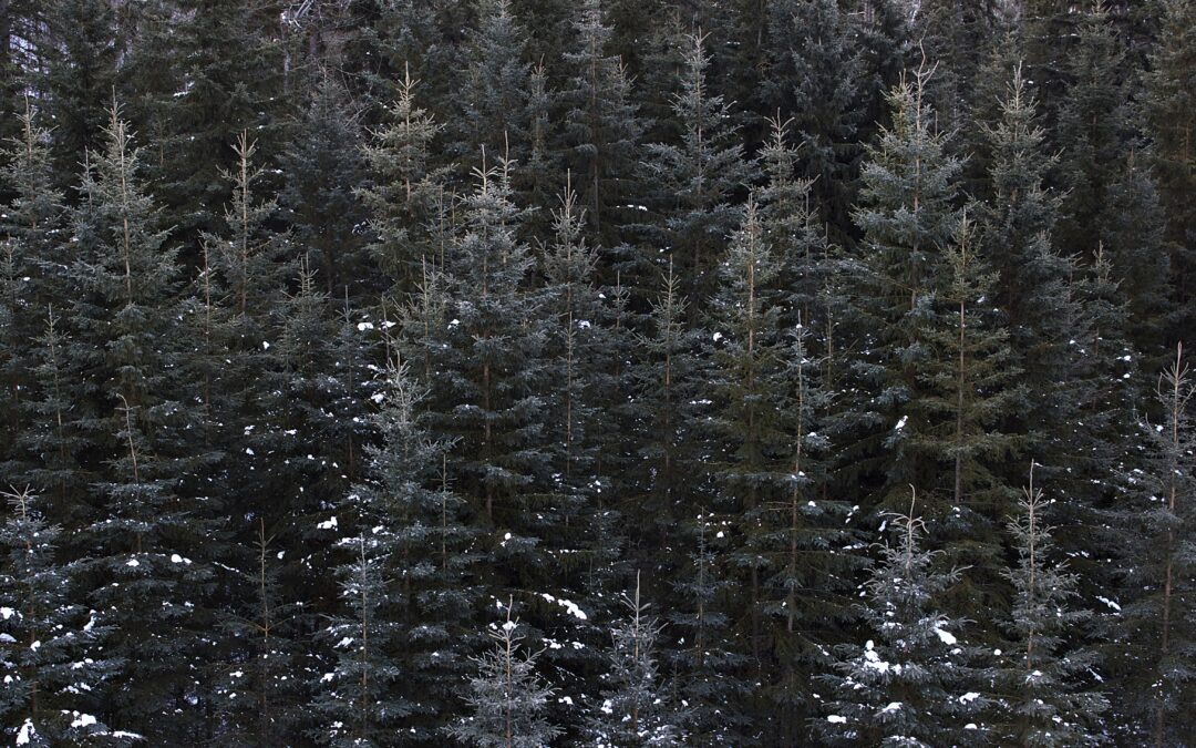 Alertan que la situación de los bosques es cada vez peor