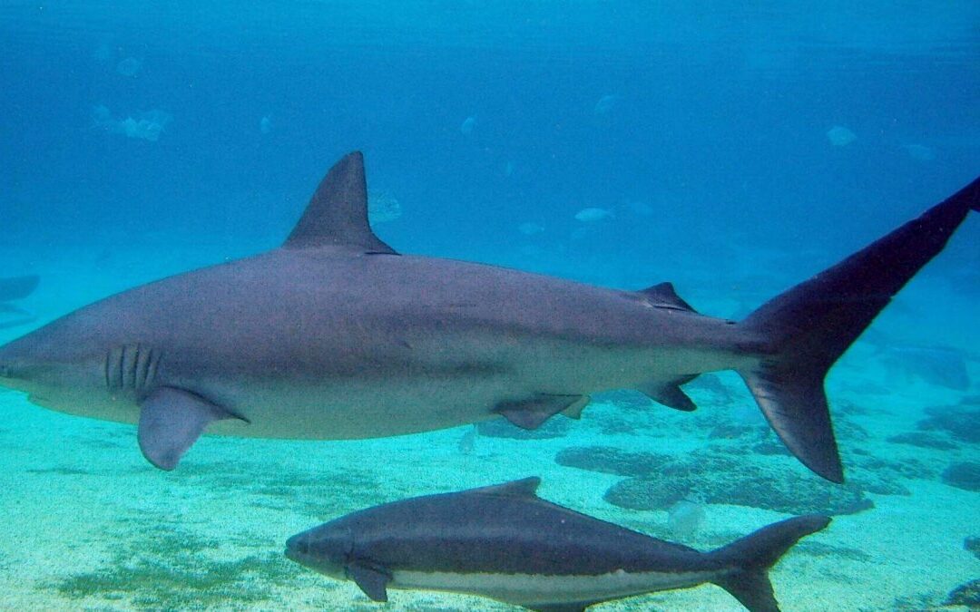 La cocaina representa una nueva problemática para las especies acuáticas de Brasil, sobre todo para los tiburones puntiagudos.