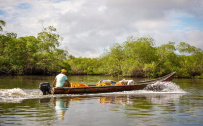 La ONU busca asegurar la protección de manglares en Ecuador