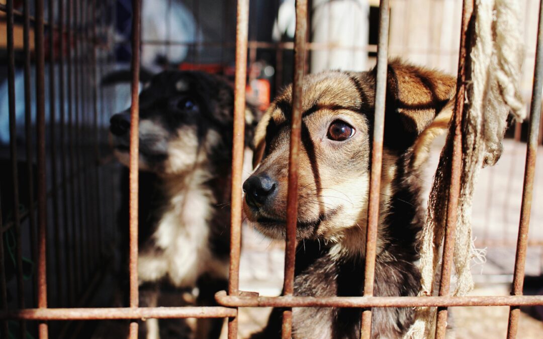 La nueva ley viene a complementar las normativas anteriores sobre maltrato animal.