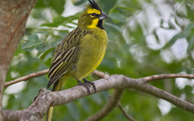 Forman una alianza nacional para preservar al Cardenal Amarillo