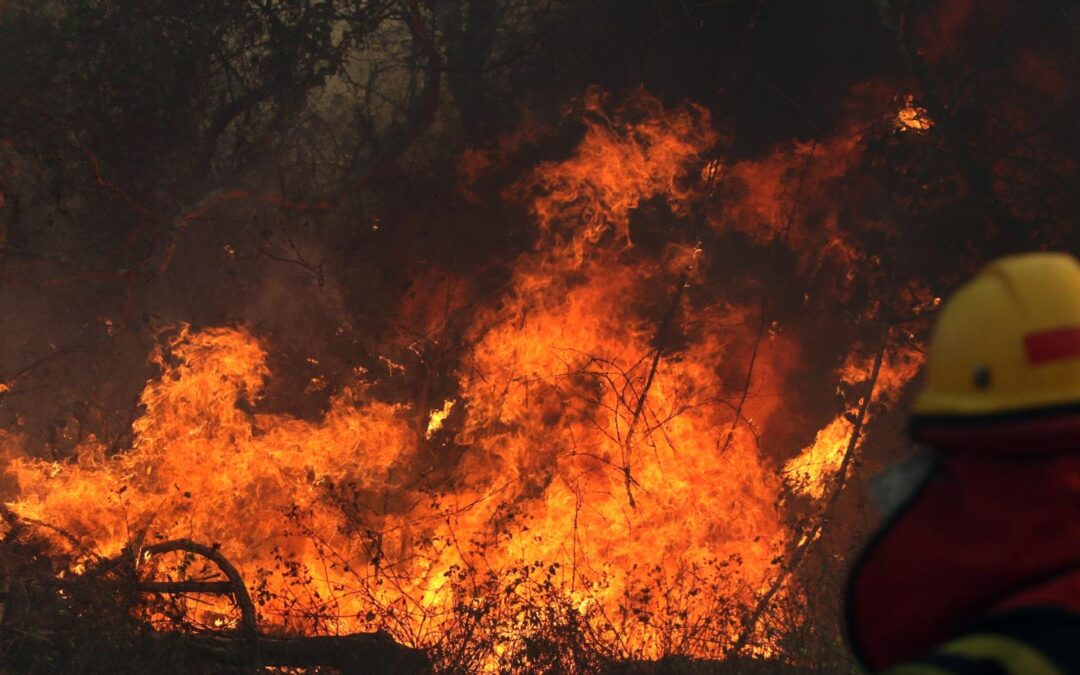 Incendios forestales en Brasil: cómo el cambio climático agrava la crisis del Pantanal.