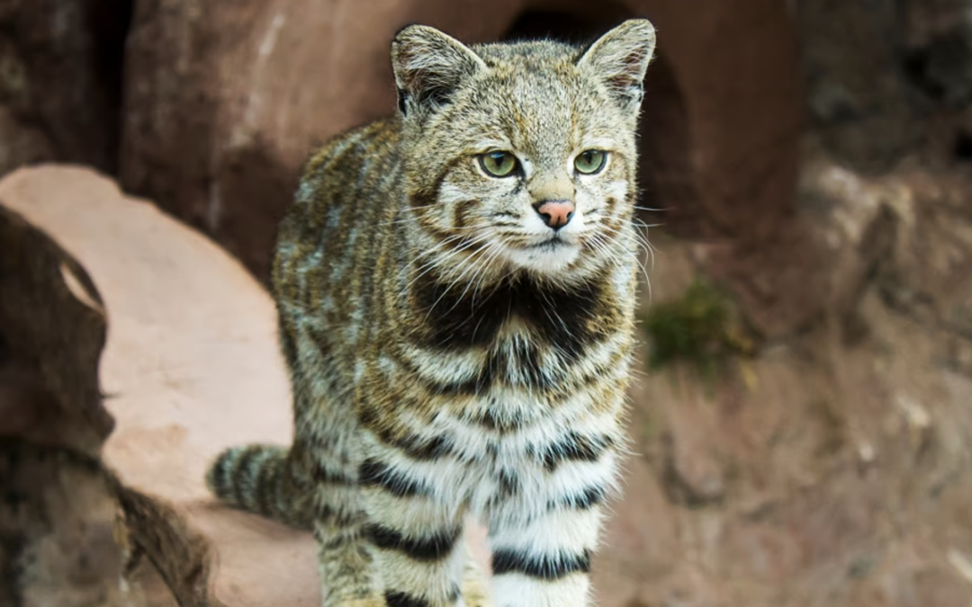 El gato andino no había mostrado presencia en la región en varios años.