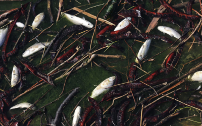 Hallan decenas de peces muertos en una localidad argentina