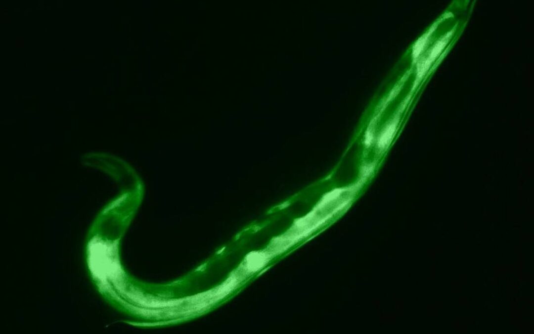 Nuevo experimento sobre longevidad plantea mejoras para la vida humana