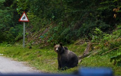 Vuelven los permisos para cazar osos en Rumania