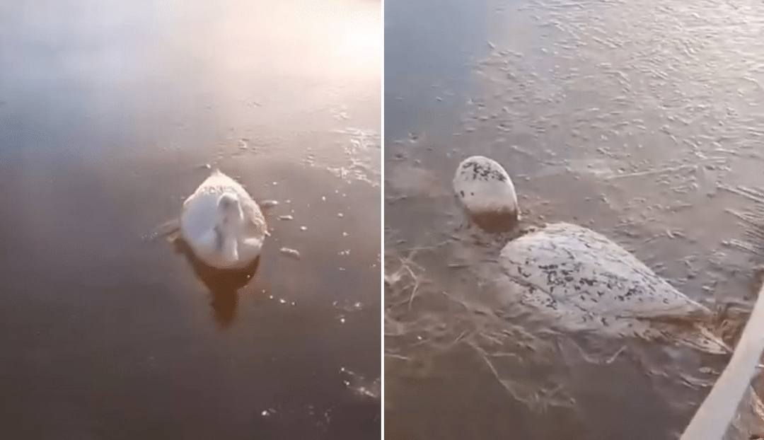 Animales se congelan en el agua por el frío extremo en Argentina.