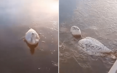 En Argentina los animales se congelan a causa del frío extremo